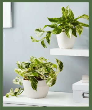MARBLE QUEEN POTHOS Indirect light; can tolerate lower light