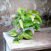 Marble Queen Pothos Potted Plant