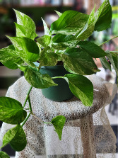 Marbled Pothos  Green Plant