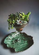 Margarita Glass Succulent Garden Succulent Garden