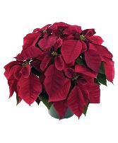 Maroon Poinsettia 