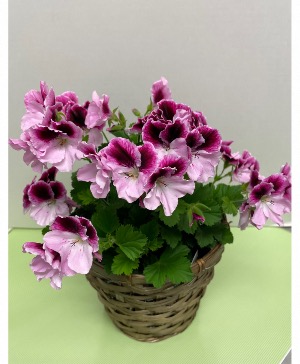 Martha Washington Geranium  