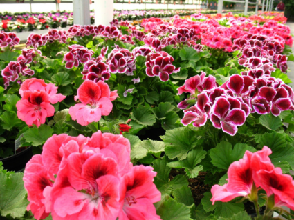 Martha Washington Geranium