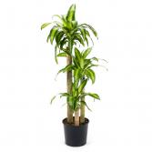Massangeana Plant (10