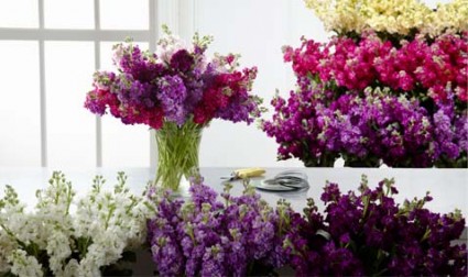 Matthiola, Gillyflower, Bouquet Best Colors of the Day, Spicy, Light Fragrance