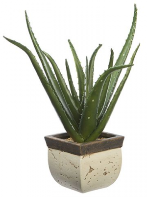 Aloe Vera - Set of 4 - Succulent - Pot 10,5cm - Height 25-40 cm - FloraStore