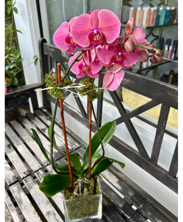 Mauve Orchids Flowering Plant in Darien, CT | DARIEN FLOWERS