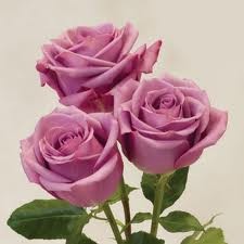 Mauve Roses Cut flowers - no vase