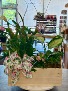 Large English Dish Garden 