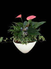 Medium Anthurium Planter Garden 