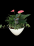 Medium Anthurium Planter Garden 