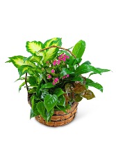 Medium Blooming Dish Garden Plant