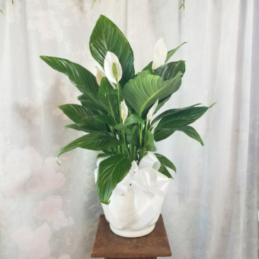 Medium Comfort Planter Plants