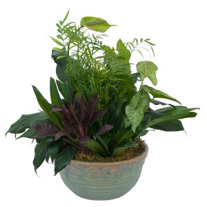 Medium Dish Garden Arrangement