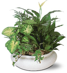 Medium Dish Garden Mixed Plant Arrangement