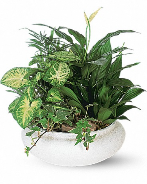 Medium Dish Garden Plant