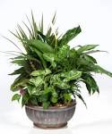 medium dish garden plant