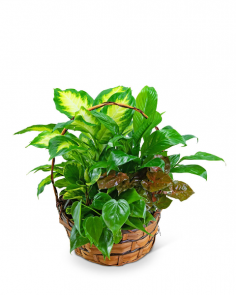 Category Image