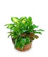 Medium Dish Garden Plant