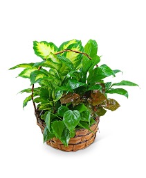 Medium Dish Garden Plant