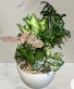 DISH GARDEN PLANT