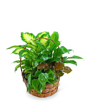 Medium Dish Garden Potted Plant