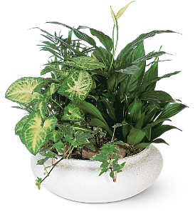 Medium Dishgarden T212-2A Plants