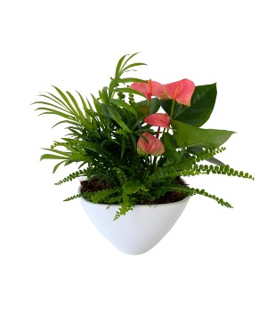 Medium Ellen Planter Plnats