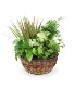 Medium Mixed Garden Plant- Fresh 
