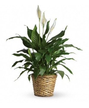 Medium Peace Lily 
