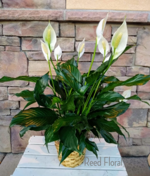 Peace Lilly Plant