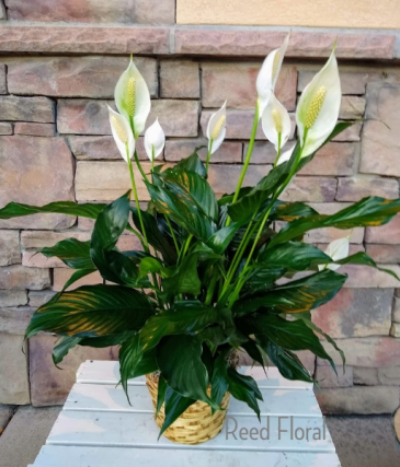 Peace Lilly Plant in Roy, UT | Reed Floral Design