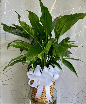 Medium Peace Lily Plant 