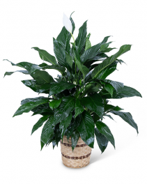 Large Peace Lily Plant Flower Arrangement