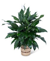 Medium Peace Lily Plant Flower Arrangement