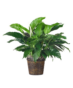 Medium Peace Lily  Plant- Fresh 