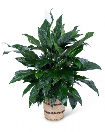 Medium Peace Lily Plant Plant in Nevada, IA | Flower Bed