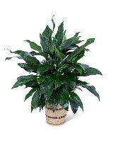 Medium Peace Lily Plant Plant