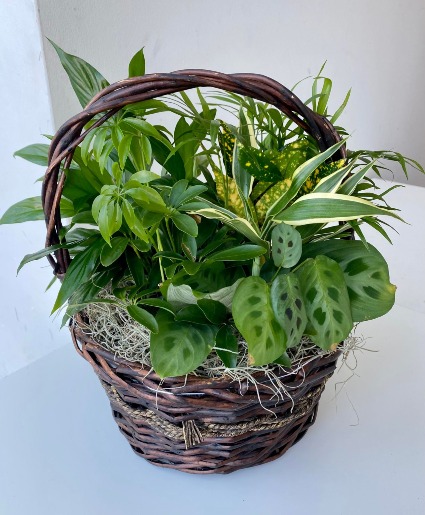 Medium Plant Basket