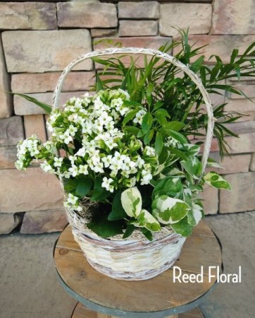 Medium Plant & Blooming Basket