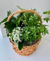 Medium Plant & Blooming Basket