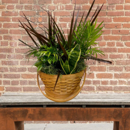 Medium Planter in Basket