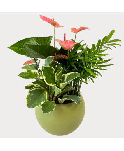Medium Round Anthurium - Lime House Plant