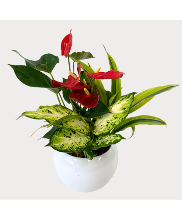 Medium Round Anthurium - White House Plant in Newmarket, ON | FLOWERS 'N THINGS FLOWER & GIFT SHOP