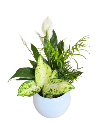 Medium Round Peace Lily House Plant in Newmarket, ON | FLOWERS 'N THINGS FLOWER & GIFT SHOP Medium Round Peace Lily House Plant in Newmarket, ON | FLOWERS 'N THINGS FLOWER & GIFT SHOP
