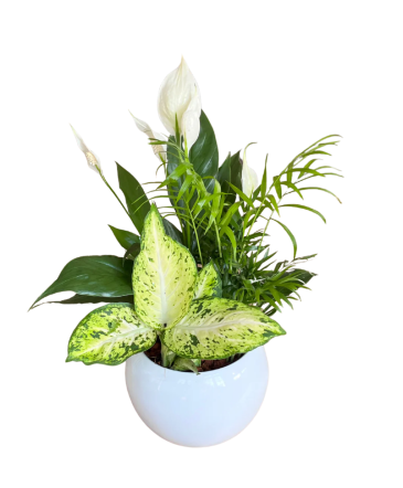 Medium Round Peace Lily House Plant in Newmarket, ON | FLOWERS 'N THINGS FLOWER & GIFT SHOP