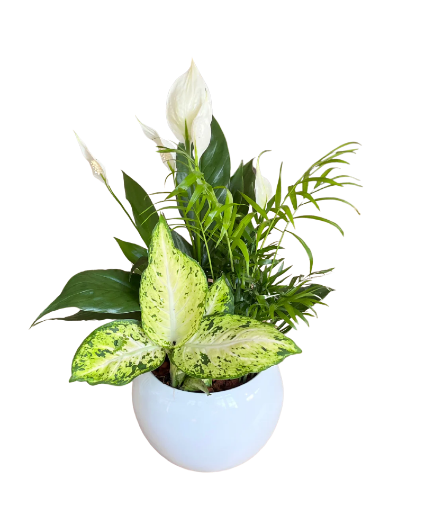 Medium Round Peace Lily House Plant