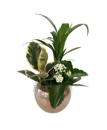 Medium Round Tropical - Rose Gold House Plant in Newmarket, ON | FLOWERS 'N THINGS FLOWER & GIFT SHOP