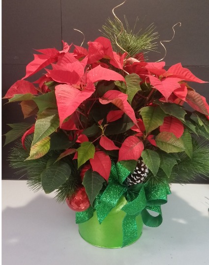 MEDIUM SIZE POINSETTIAS 6