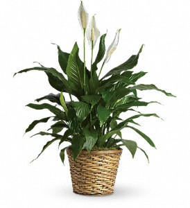 Medium Spathiphyllum 8" Plant